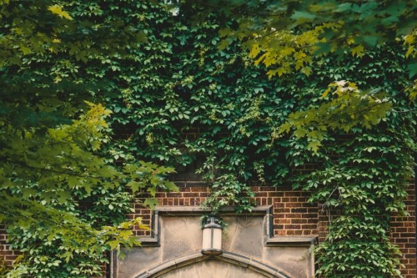 cement wall surround by green leaves 