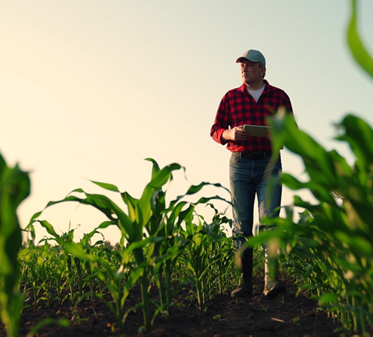 Farmer with a tablet in his corn field